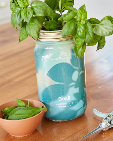 Modern Sprout - Garden Jars - Organic Herbs - Basil