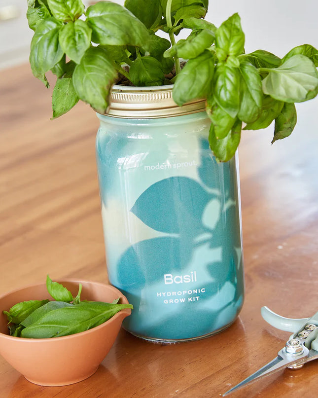 Modern Sprout - Garden Jars - Organic Herbs - Basil