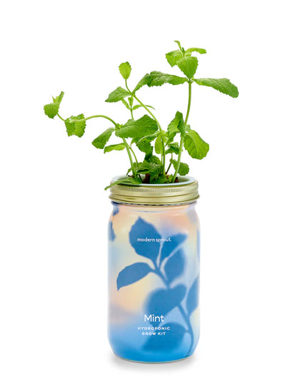 Modern Sprout - Garden Jars - Organic Herbs - Mint
