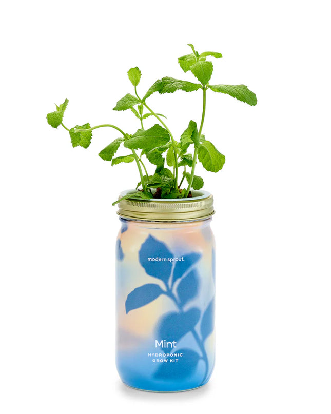 Modern Sprout - Garden Jars - Organic Herbs - Mint