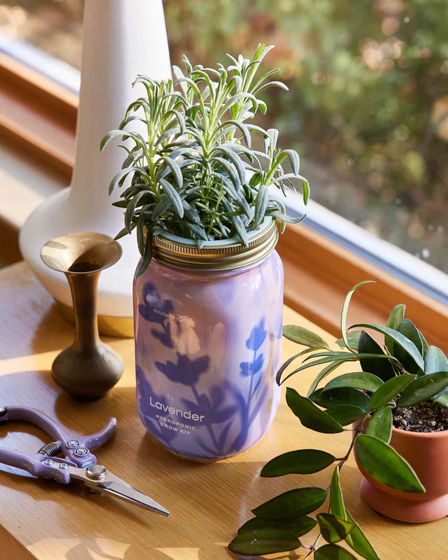Modern Sprout - Garden Jars - Organic Herbs - Lavender