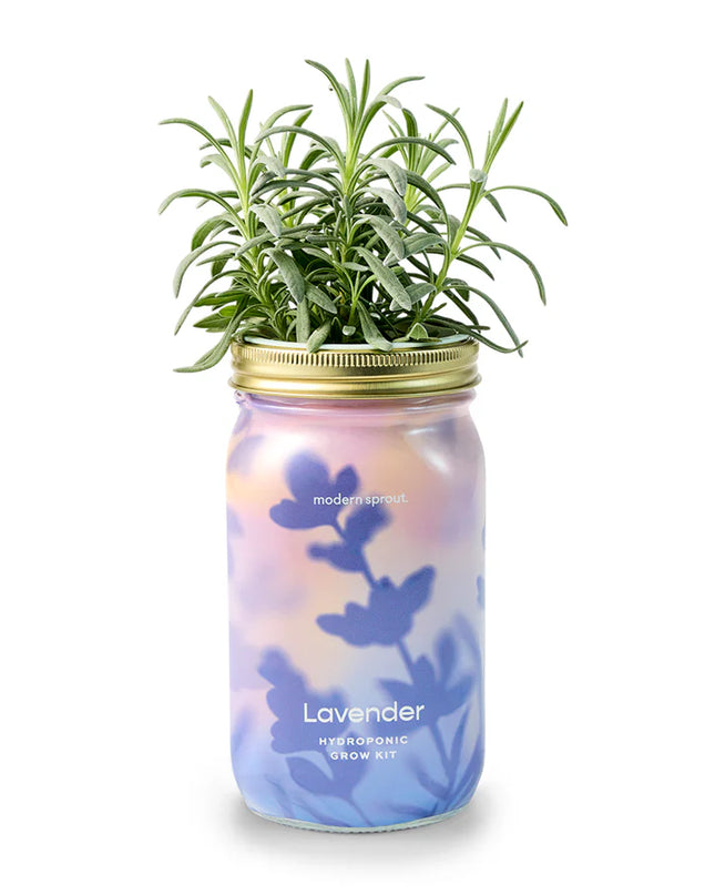 Modern Sprout - Garden Jars - Organic Herbs - Lavender