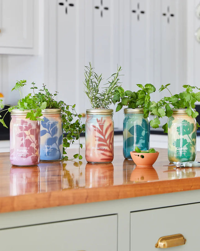 Modern Sprout - Garden Jars - Organic Herbs - Basil