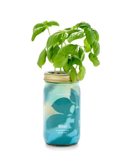 Modern Sprout - Garden Jars - Organic Herbs - Basil