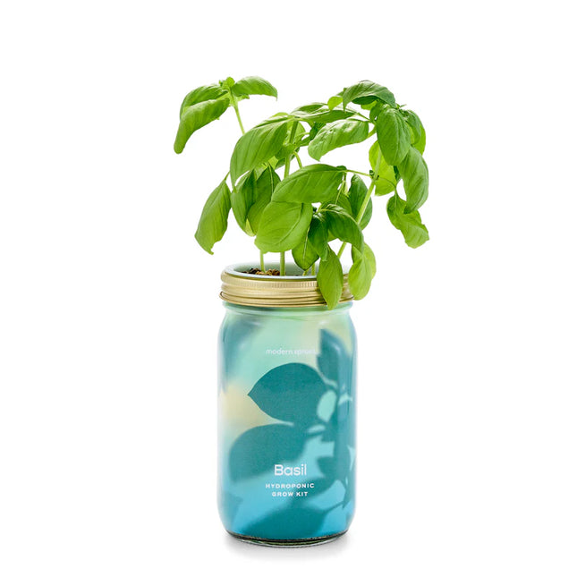 Modern Sprout - Garden Jars - Organic Herbs - Basil