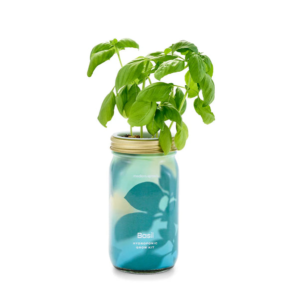 Modern Sprout - Garden Jars - Organic Herbs - Basil